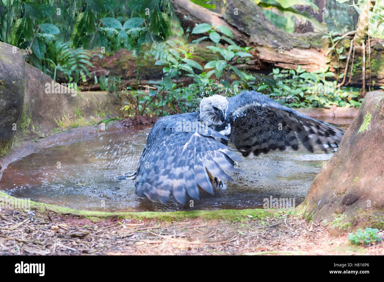 Arpia Aquila (Harpia harpyia) balneazione, Brasile Foto Stock