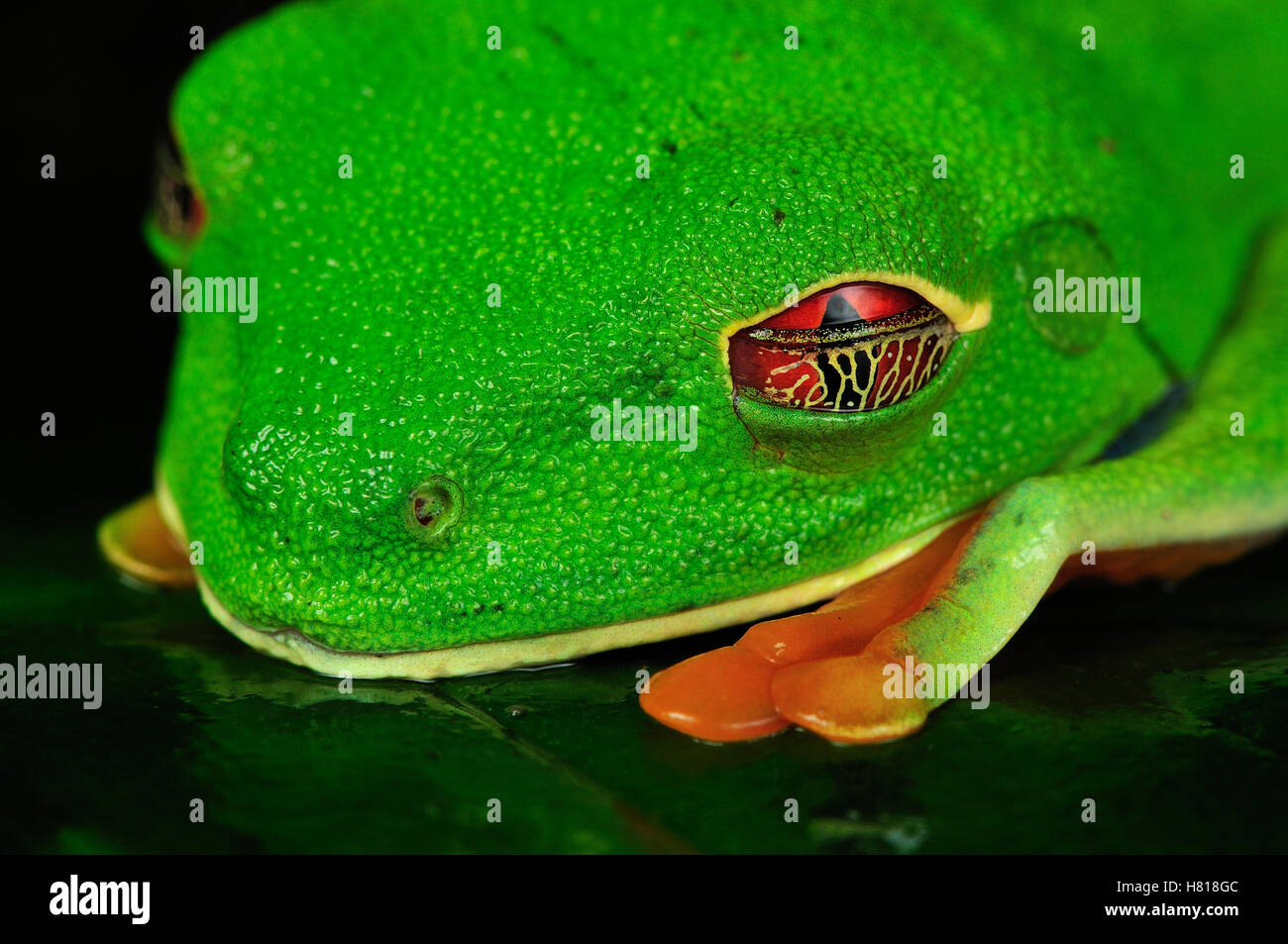 Red-eyed Raganella (Agalychnis callidryas) con metà chiusa la palpebra, Parco Nazionale di Tortuguero, Costa Rica Foto Stock