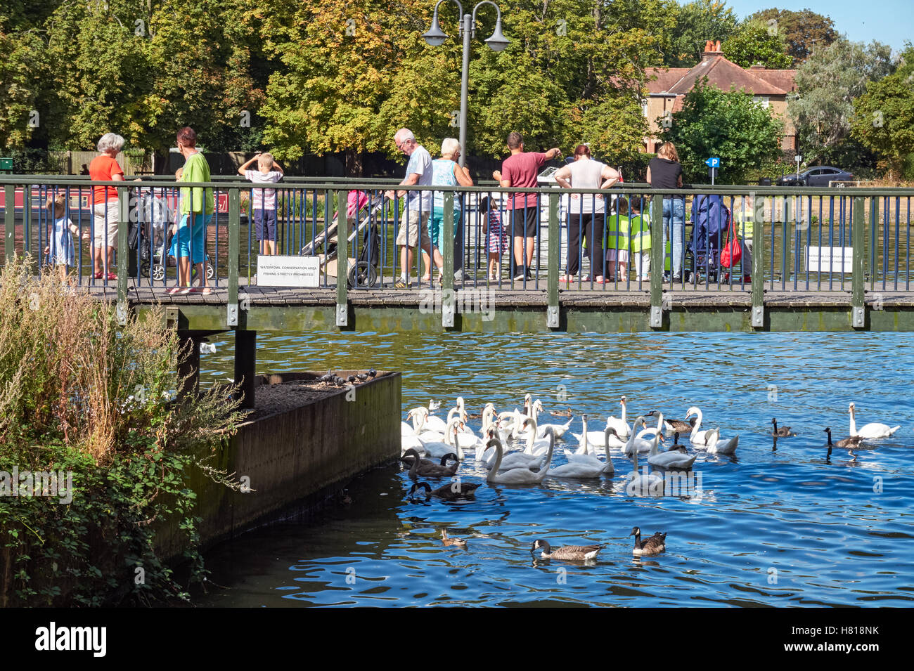 Persone alimentando i cigni sul Fiume Tamigi a Kingston upon Thames, England Regno Unito Regno Unito Foto Stock