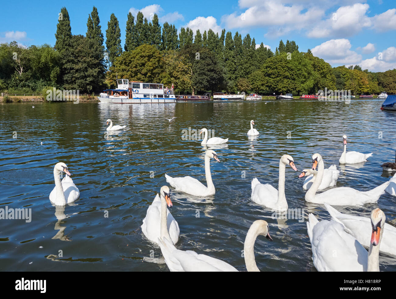 Swans sul Tamigi a Kingston Upon Thames, Inghilterra Regno Unito Regno Unito Foto Stock