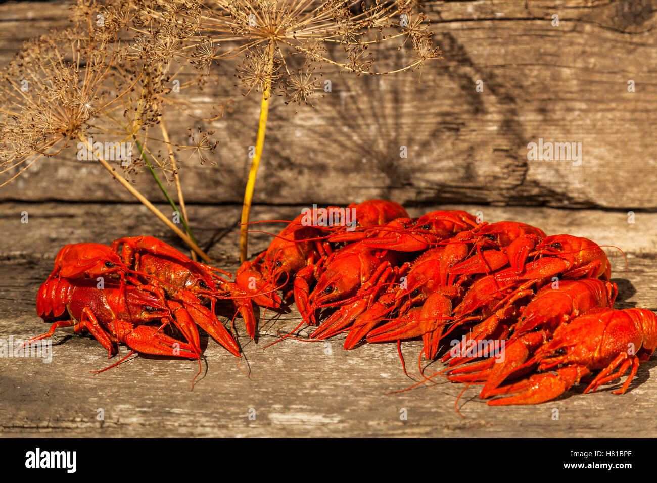 I cancri alla birra, aneto, aragosta bollita, birra snack, pub, texture, aragoste, gamberi di mare Foto Stock