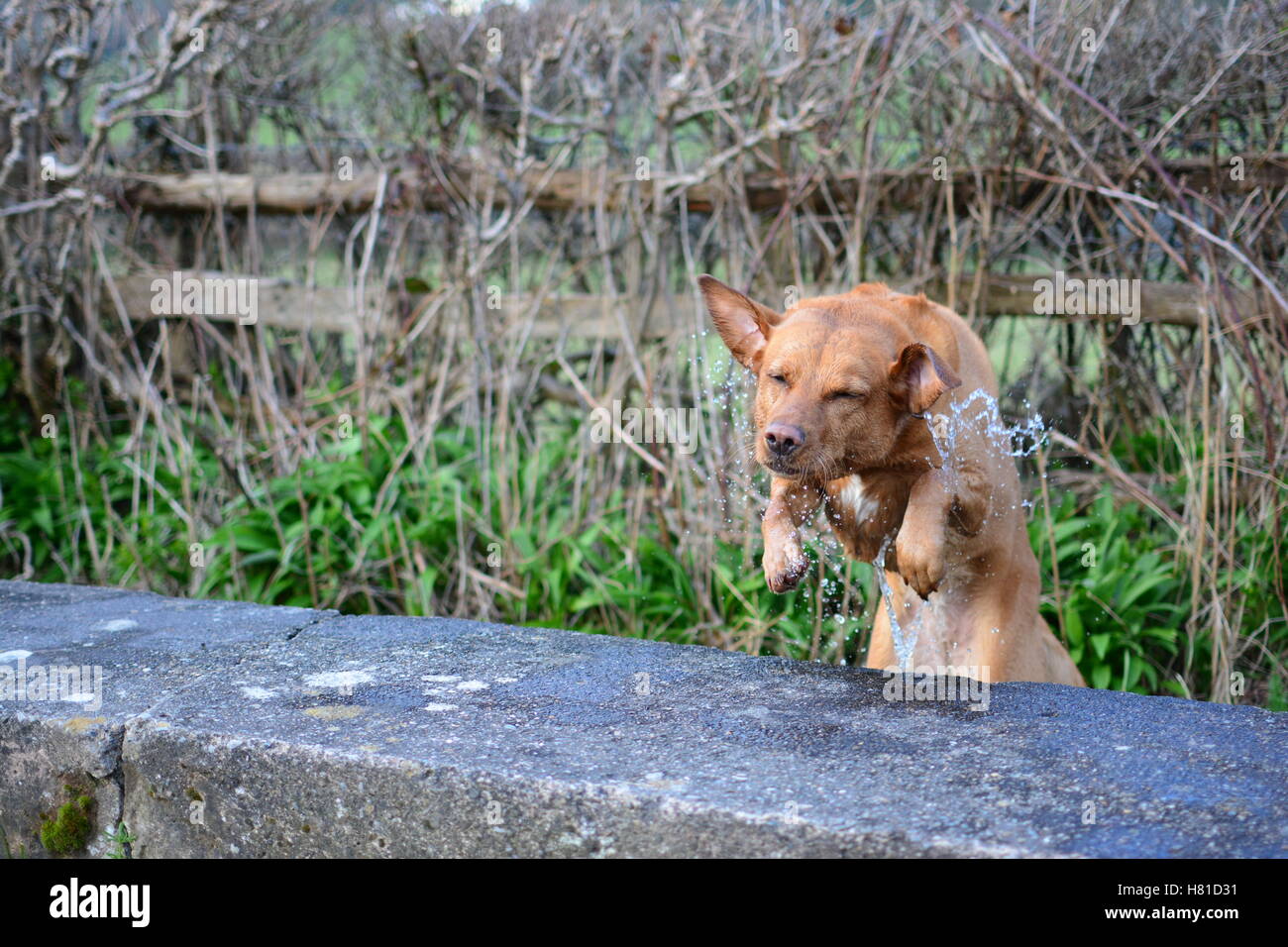 Red Fox Labrador cane salta fuori di un flusso su una parete Foto Stock