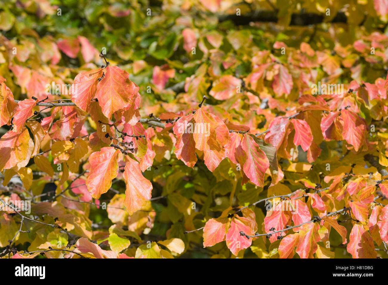 Parrotia persica le foglie in autunno. Foto Stock