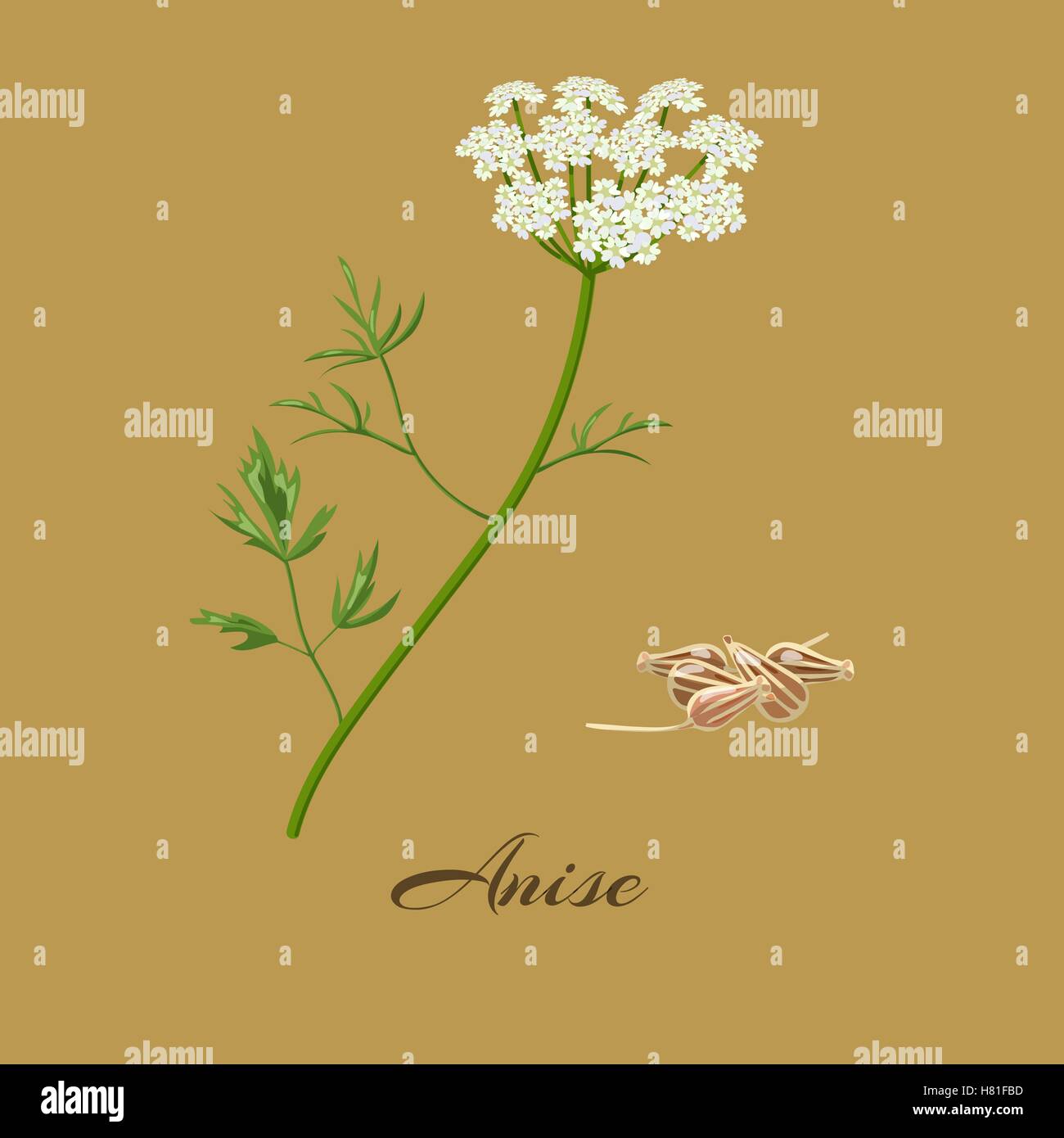 Anice o semi di anice. Pimpinella anisum. Fiori e semi. Illustrazione Vettoriale Illustrazione Vettoriale