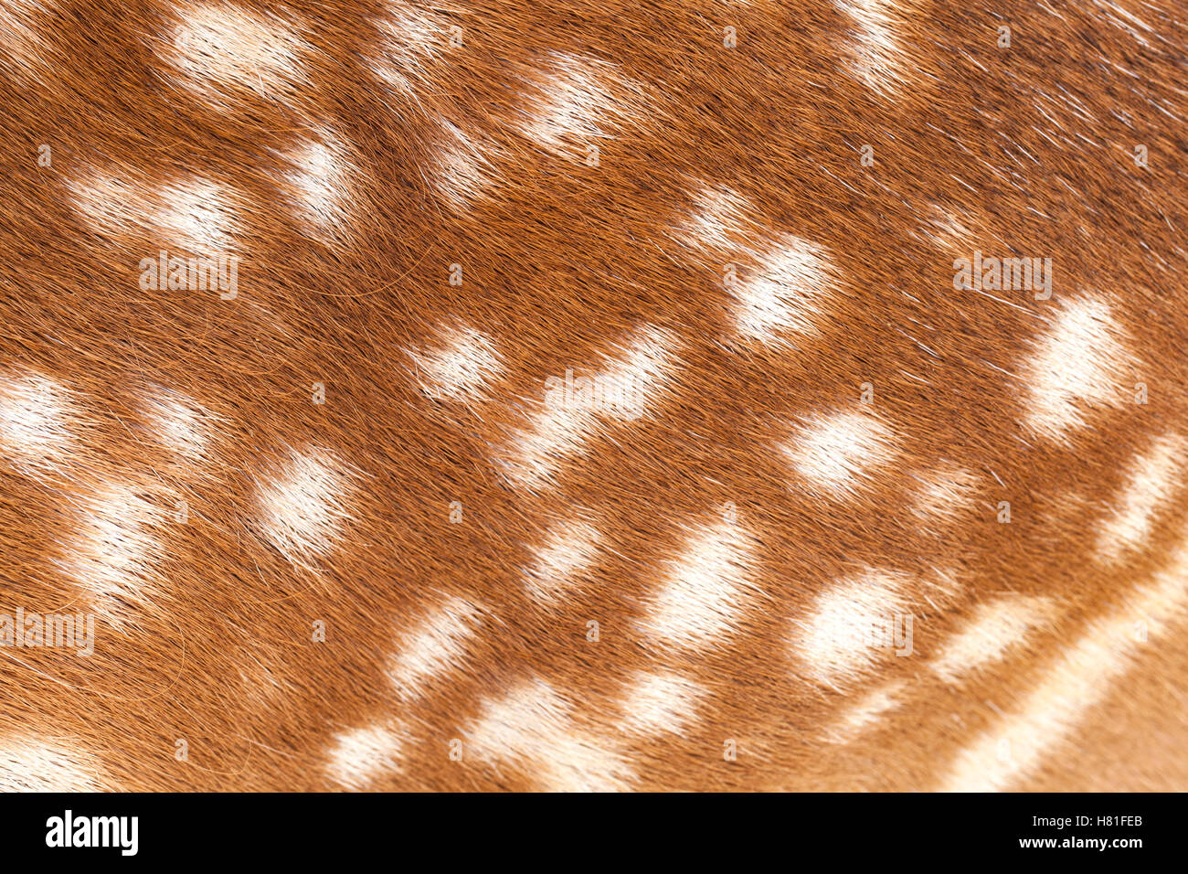 La pelliccia di cervo closeup view Foto Stock