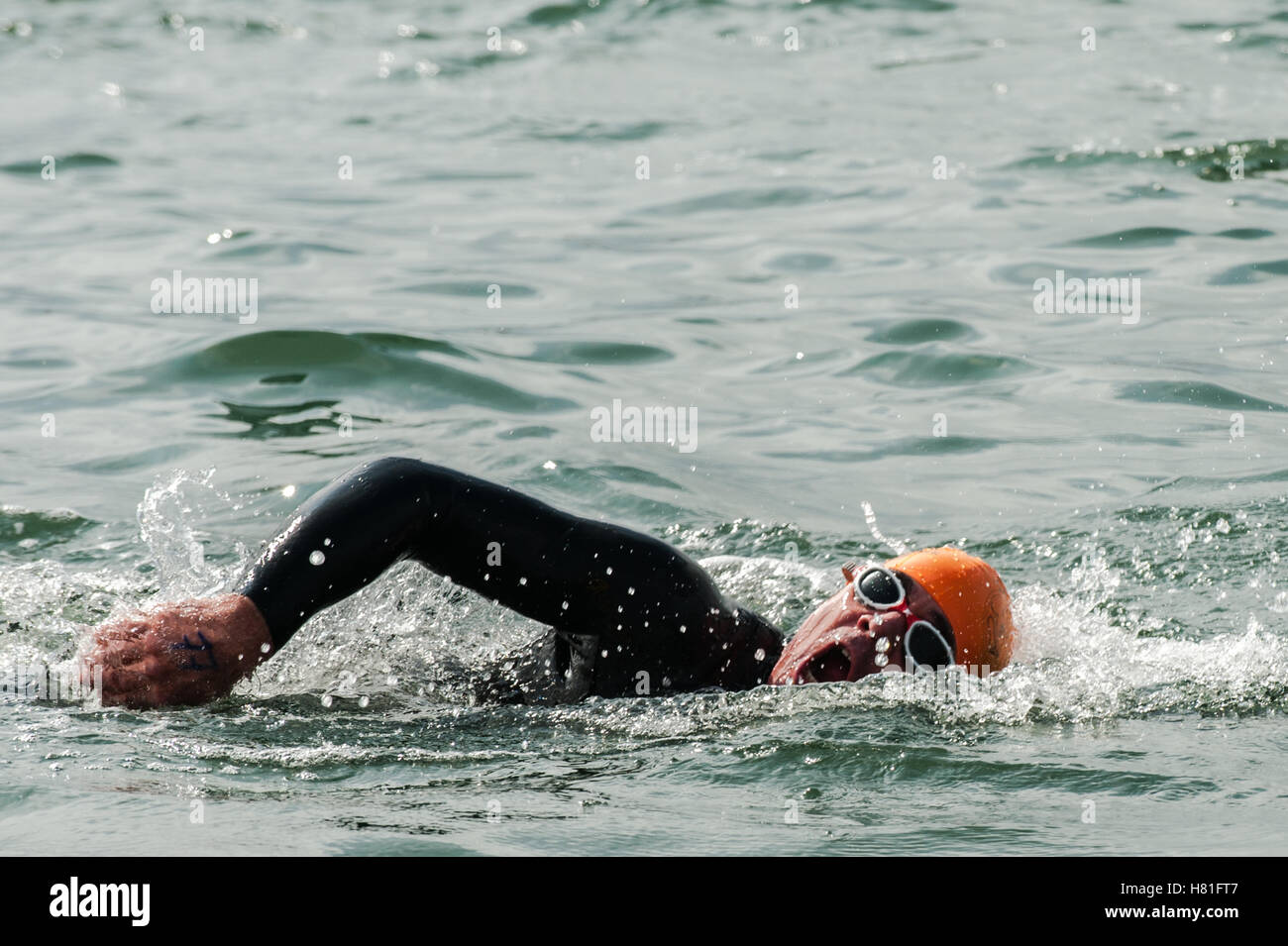 Triatleta maschio nuota in mare durante una distanza olimpica triathlon in Cobh, Irlanda. Foto Stock