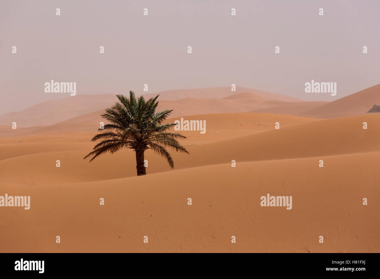 Il Marocco, Erg Chebbi, lone Palm tree in dune di sabbia nel deserto del Sahara vicino a Merzouga Foto Stock