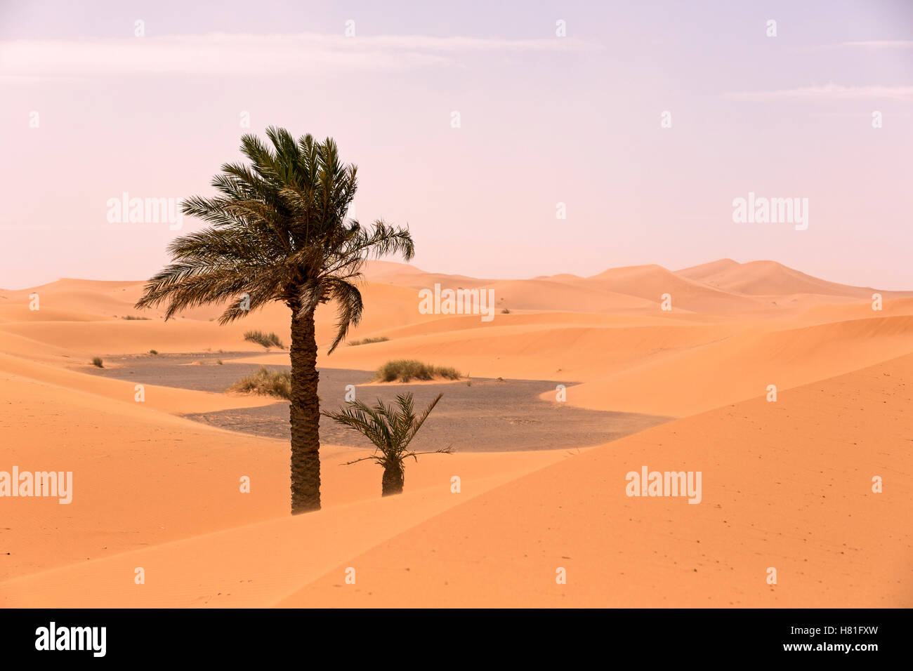 Il Marocco, Erg Chebbi, lone Palm tree in dune di sabbia nel deserto del Sahara vicino a Merzouga Foto Stock