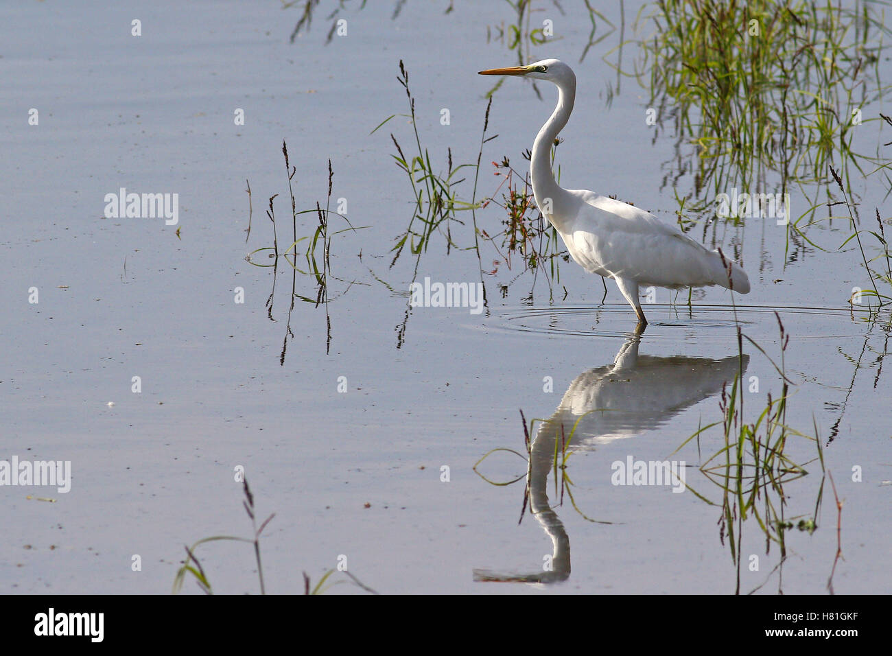 Bianco airone bianco maggiore, egretta alba, pazientemente in piedi in acqua in cerca di prede Foto Stock