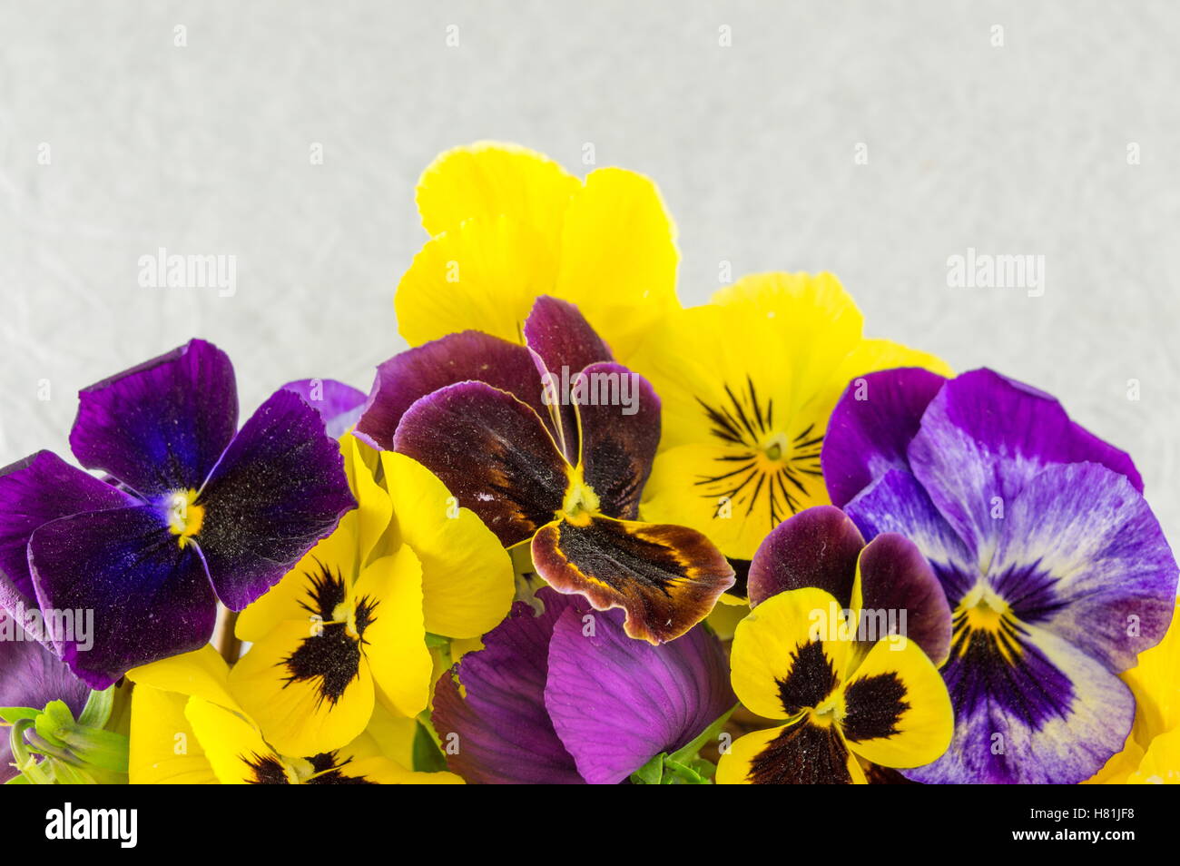 Giallo e fiori viola sul tessuto bianco Foto Stock