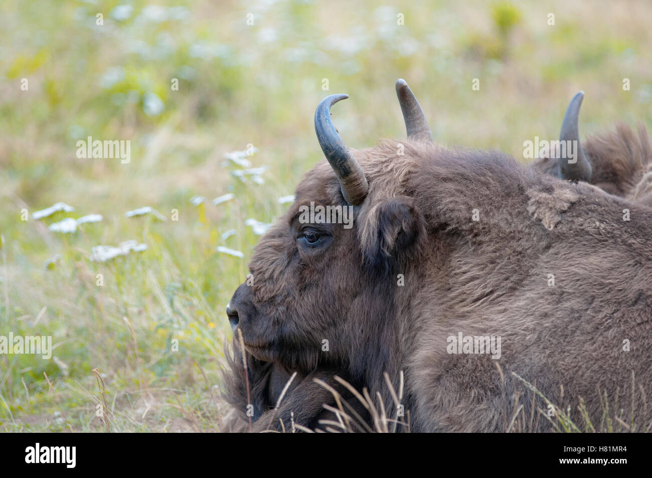 Ritratto orizzontale di bisonte europeo, Bison bonasus, sdraiato nella prateria Foto Stock