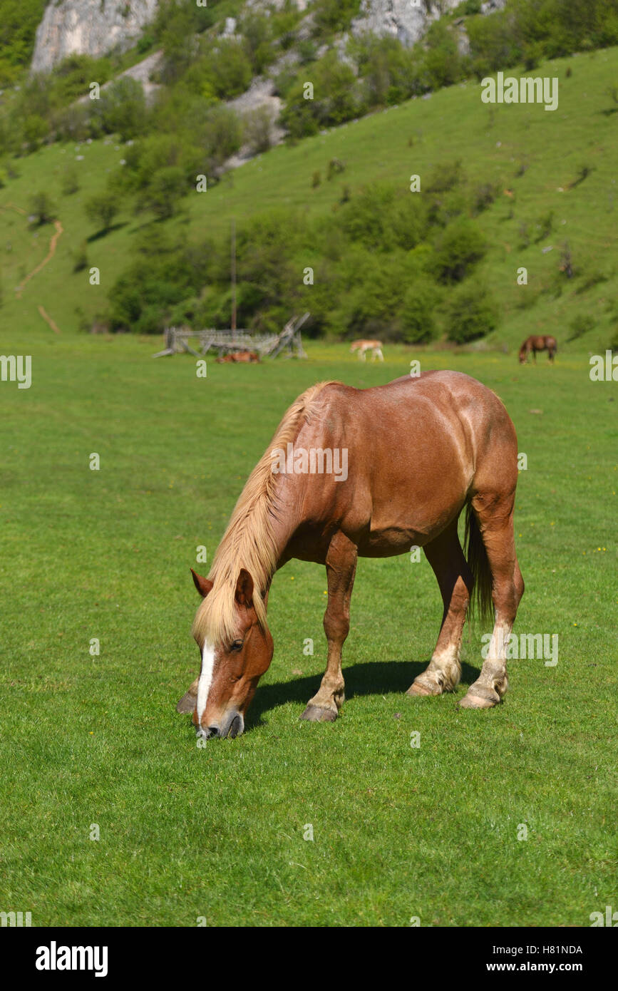 Bella luce marrone mangiare cavallo su erba verde campo contro paesaggio di montagna Foto Stock