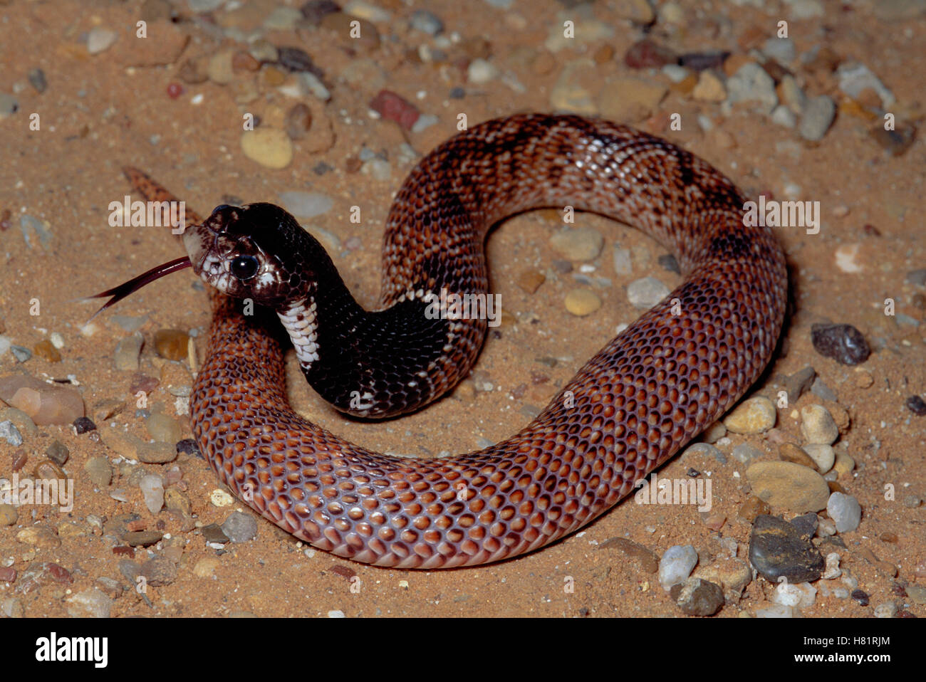 Scudo orientale-naso Snake (Aspidelaps scutatus) serpenti velenosi in difensiva display, sensing con linguetta, Sud Africa Foto Stock