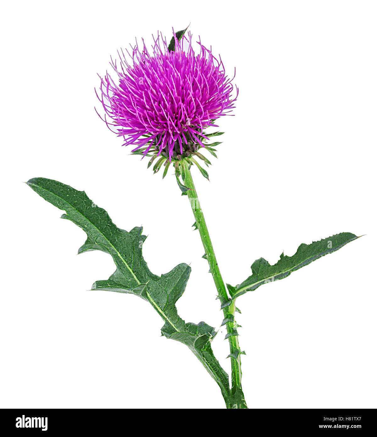 Cirsium arvense fiore isolato su sfondo bianco Foto Stock