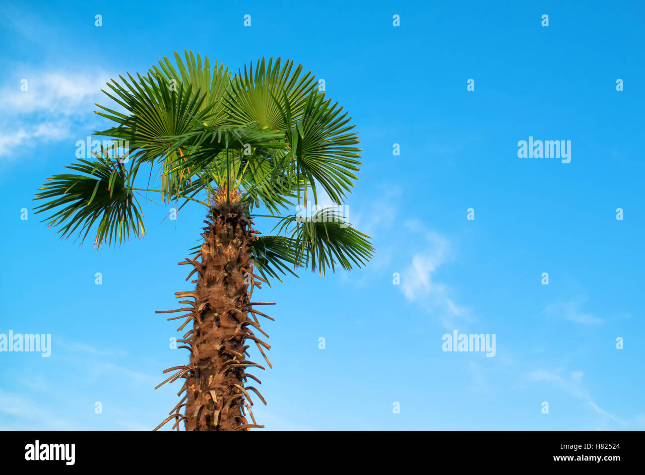 Palm Tree e cielo blu come spazio di copia Foto Stock