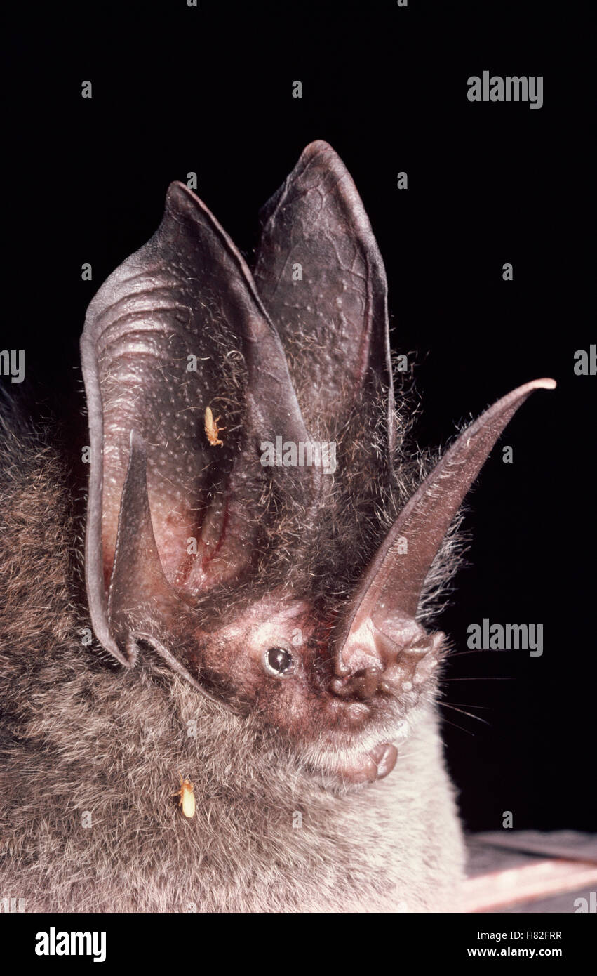 Gothic Bat (Lonchorhina aurita) foresta pluviale, Costa Rica Foto Stock