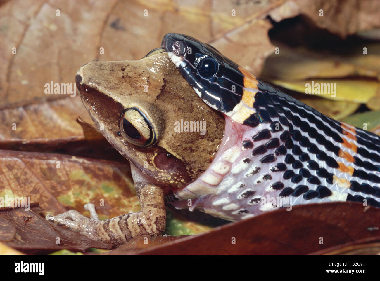 Halloween Snake (Pliocercus euryzonus) posteriore-fanged mimic di corallo Serpente, inghiottendo pioggia Rana Eleutherodactylus (sp) Foto Stock