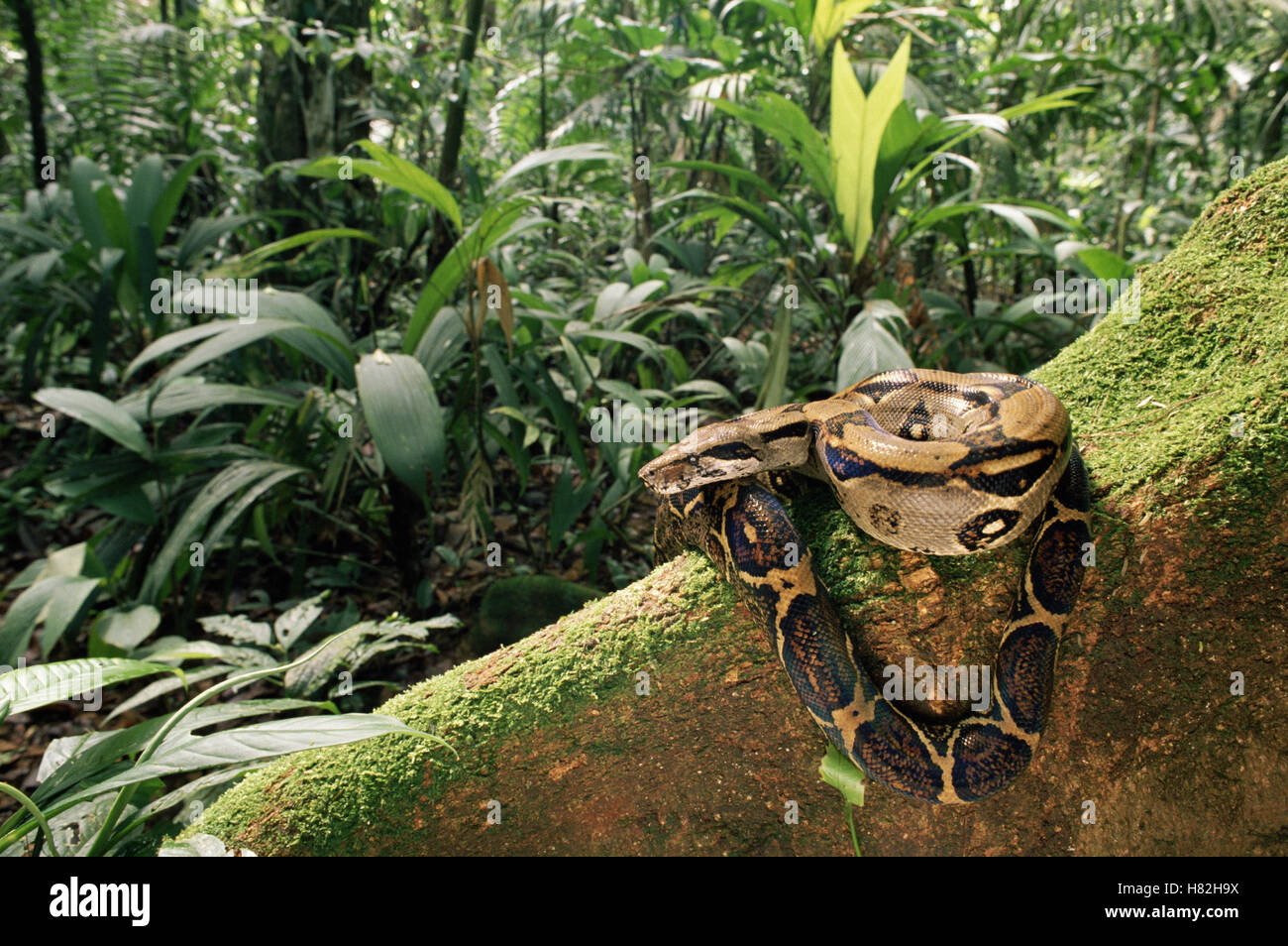 Boa Constrictor (Boa constrictor) avvolto sul contrafforte root, foresta pluviale, Costa Rica Foto Stock