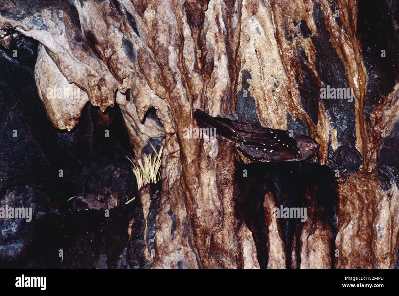 Oilbird (Steatornis caripensis) adulto sul nido con due pulcini, foresta pluviale, Perù Foto Stock