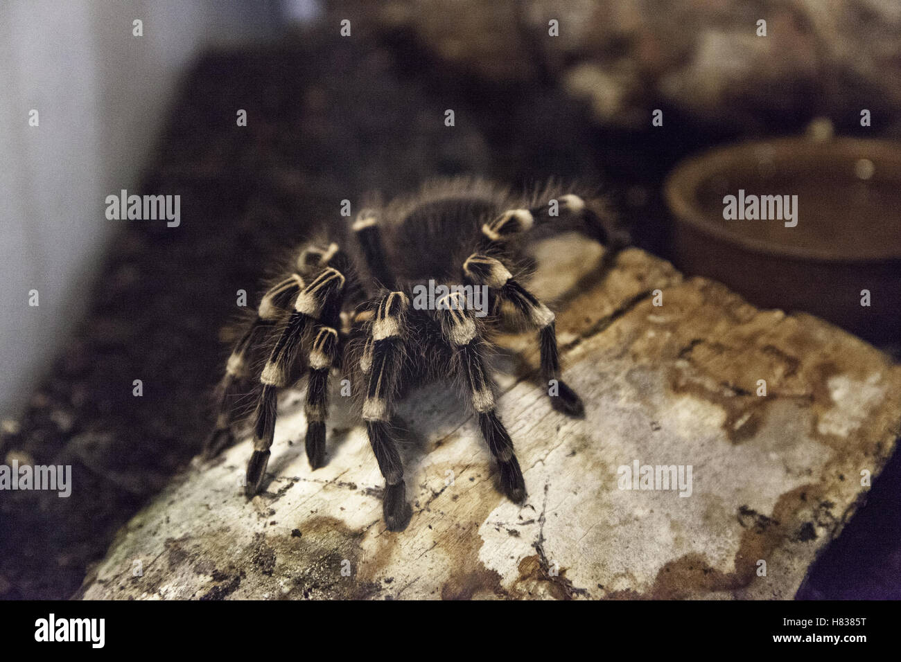 Velenoso e pericoloso ragno nel terrarium, natura Foto Stock