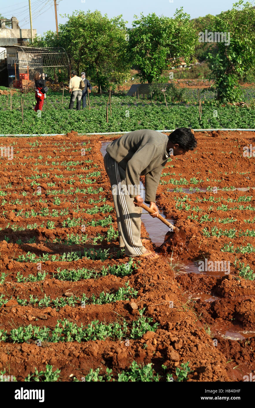 Agricoltore in un Strawberry Farm a Mahabaleshwar, Maharashtra Foto Stock
