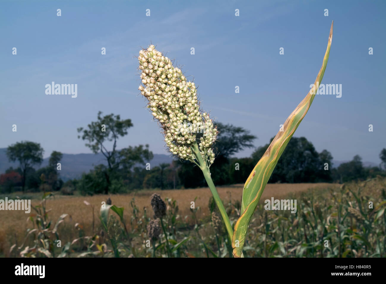 Jawar raccolto. Rural Maharashtra, India Foto Stock