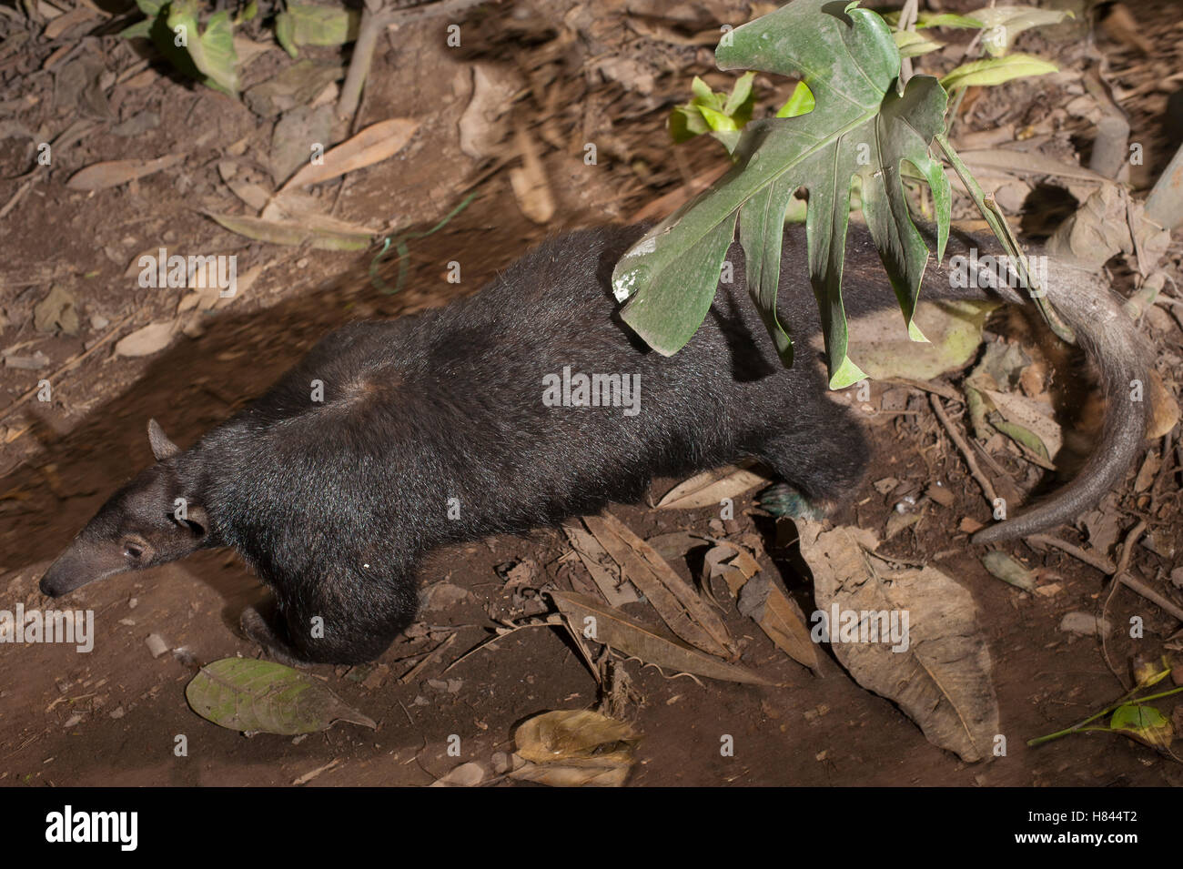 Anteater meridionale (Tamandua tetradactyla), Lima, Peru Foto Stock