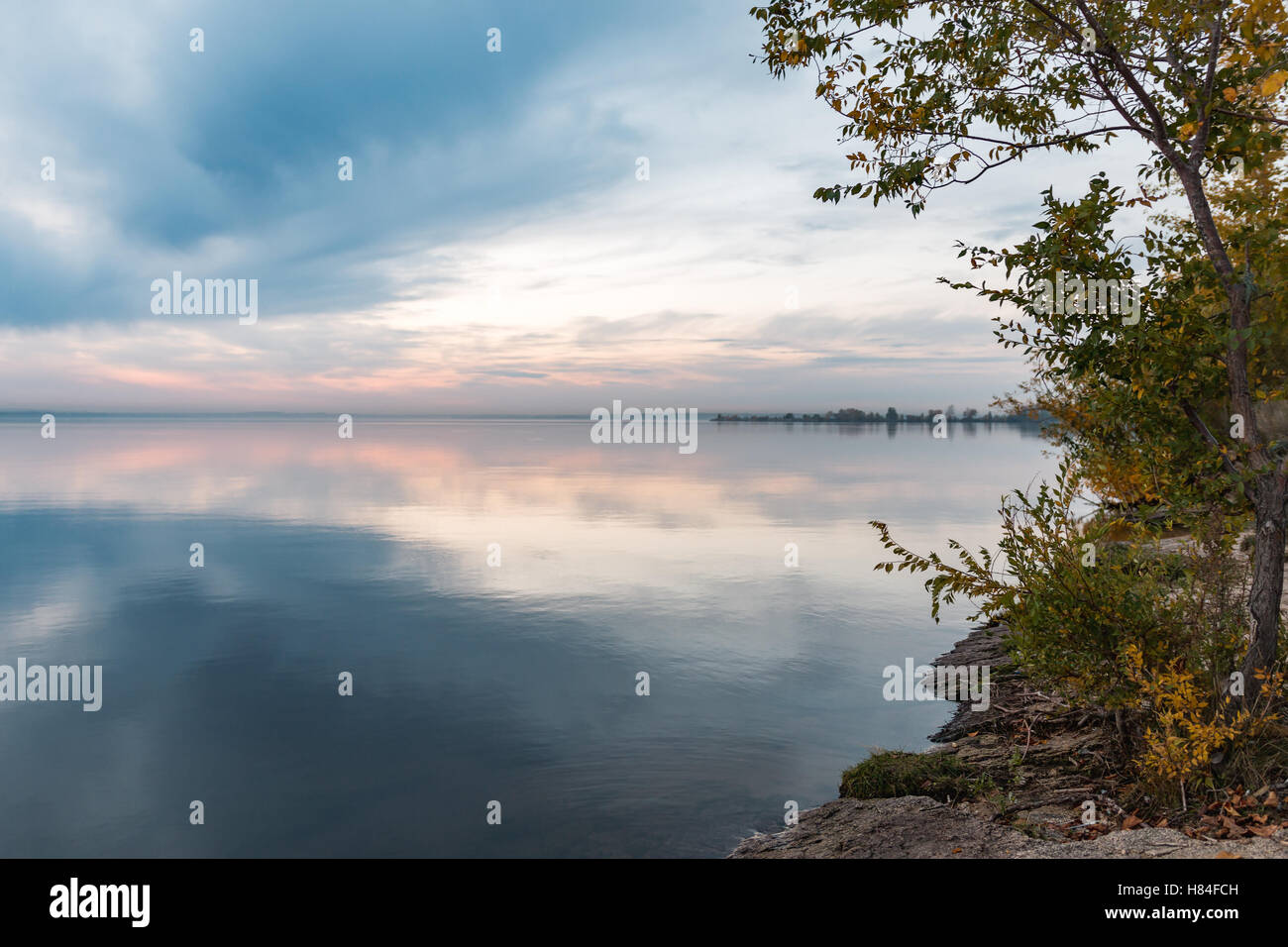 Albero che cresce sulla riva del lago al tramonto Foto Stock