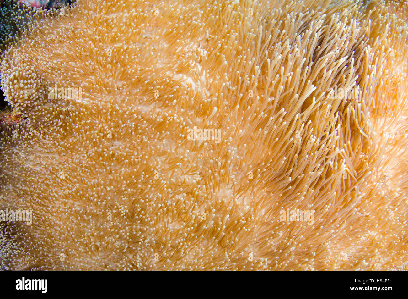 Anemone marittimo (Sticodactila sp) tentacoli, Isole Figi Foto Stock
