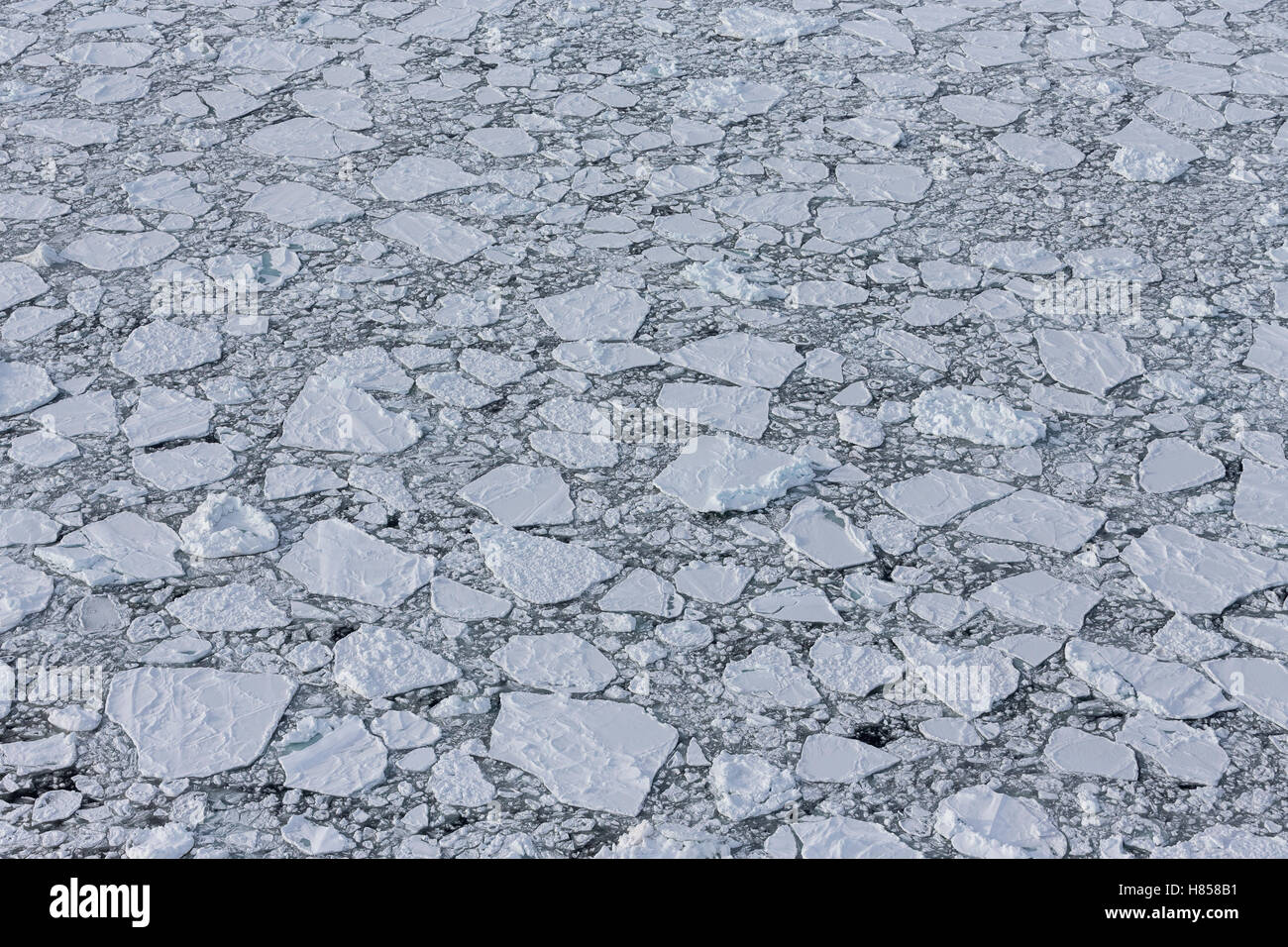Pack ghiaccio, le isole della Maddalena, Golfo di Saint Lawrence, Quebec, Canada Foto Stock