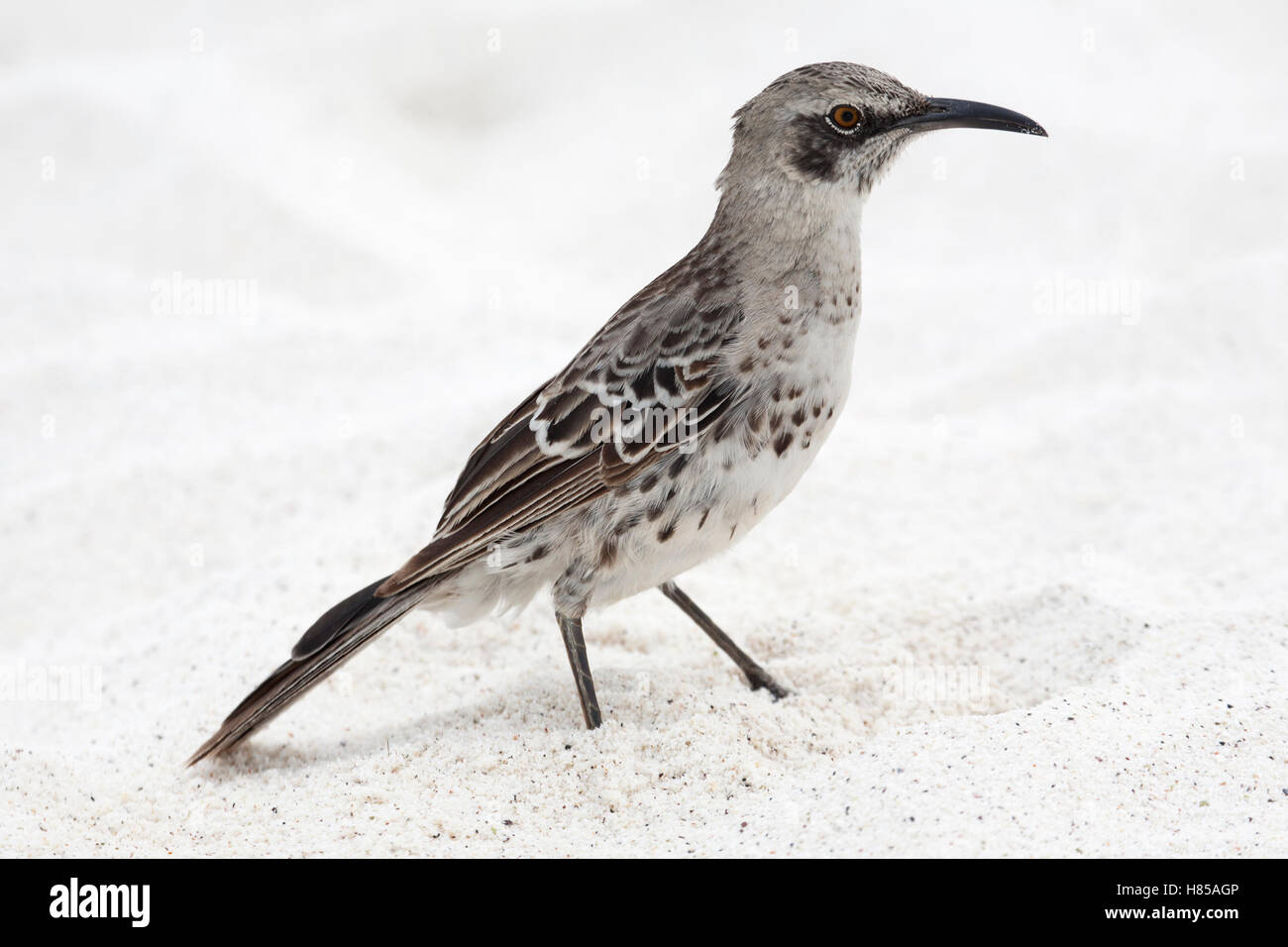 Espanola Mockingbird (Mimus macdonaldi), conosciuta anche come Hood Mockingbird, sulla spiaggia di Galapagos Foto Stock