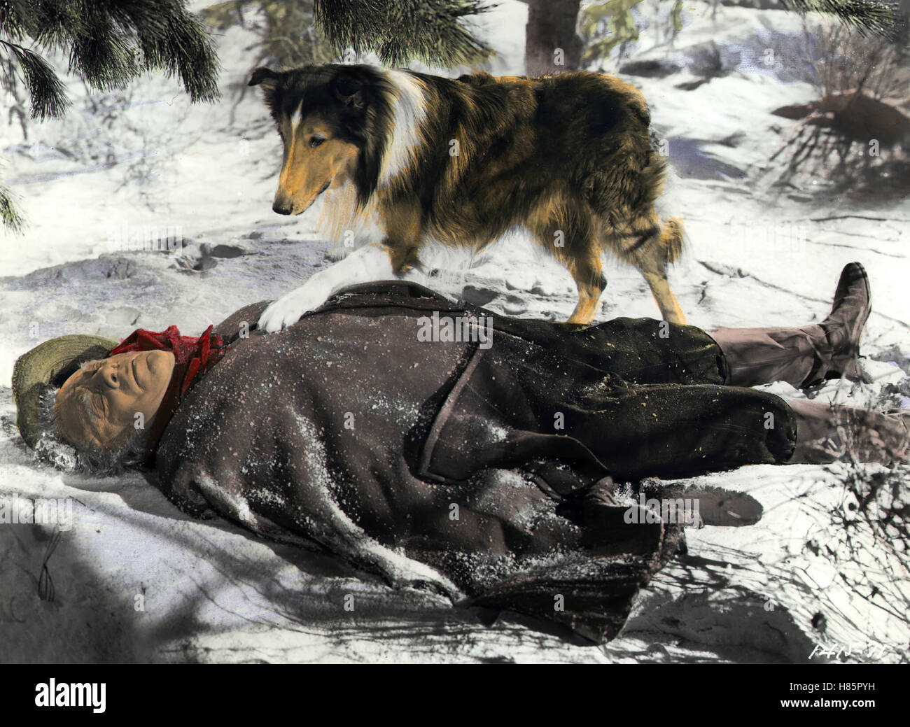 Lassies Heimat (colline di casa) USA 1948, Regie: Fred M. Wilcox, Edmund Gwenn, Stichwort: Hund, Collie, Schnee, inverno Foto Stock