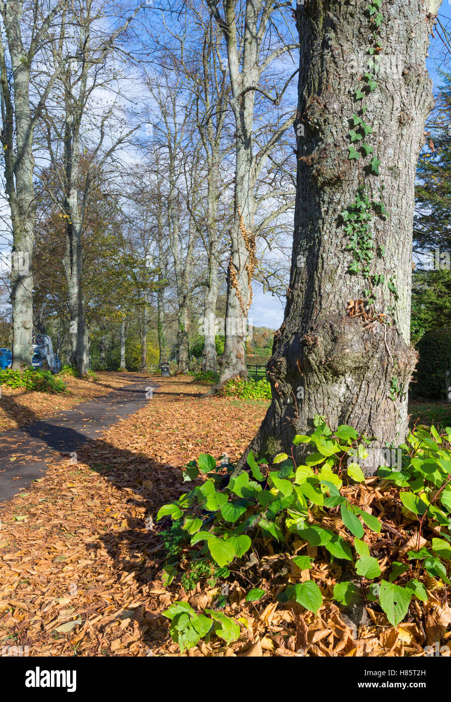 In autunno gli alberi e le foglie sul terreno in autunno in Arundel, West Sussex, in Inghilterra, Regno Unito. Foto Stock