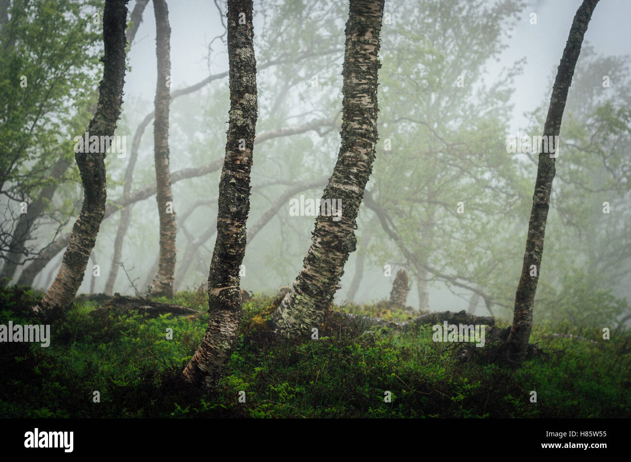 Nebbioso giorno di estate in foresta norvegese Foto Stock