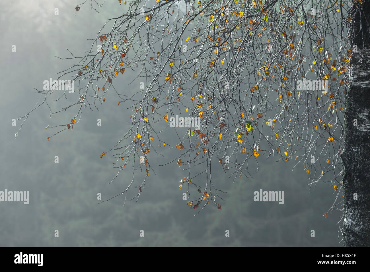 In autunno le foglie di betulla. Foto Stock