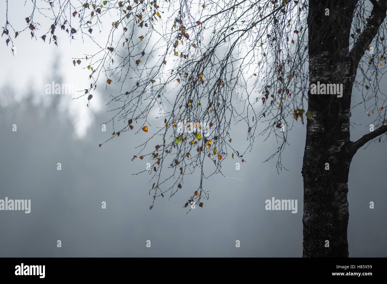 In autunno le foglie di betulla. Foto Stock