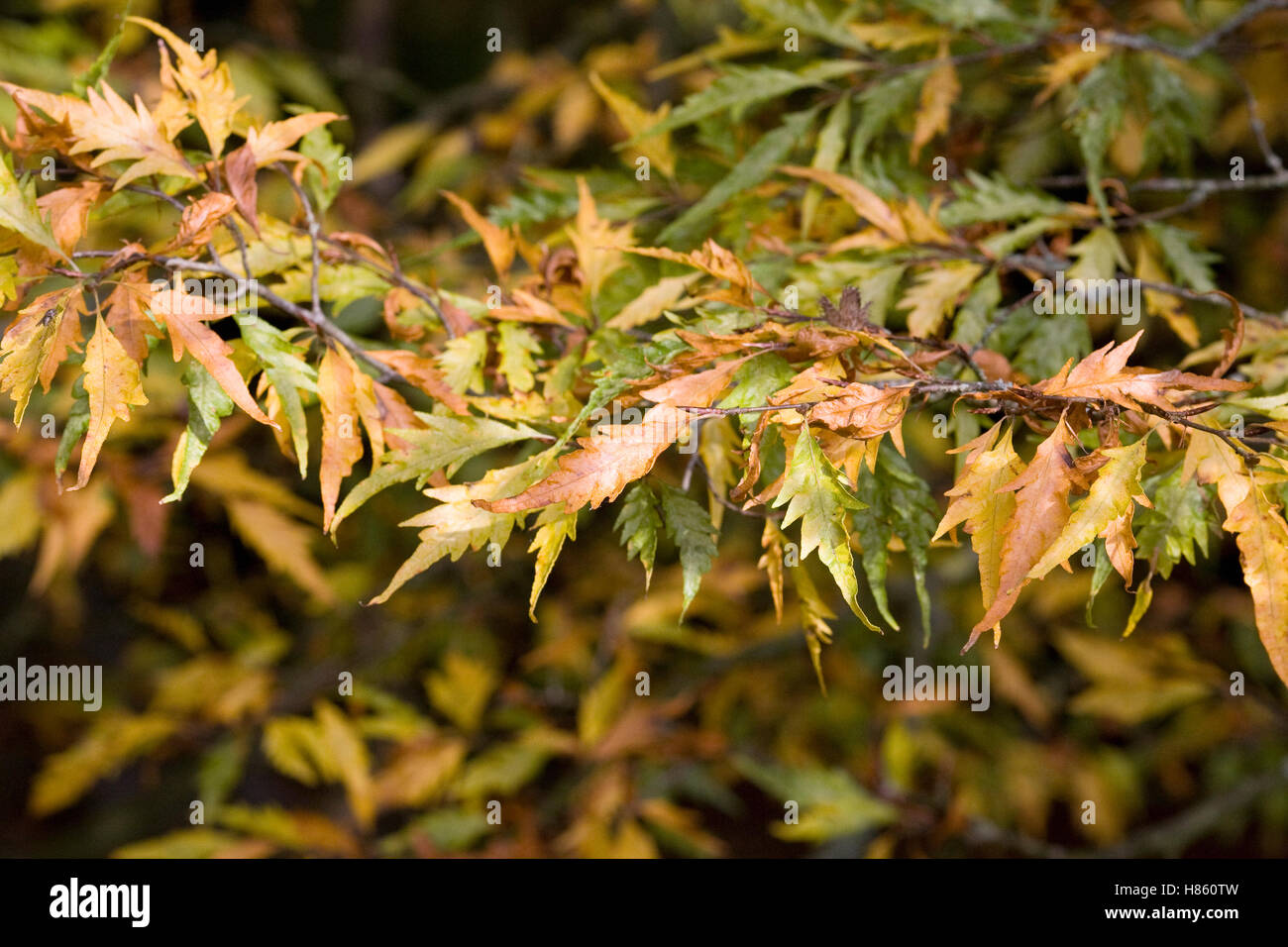 Fagus sylvatica Asplenifolia "' le foglie in autunno. Foto Stock