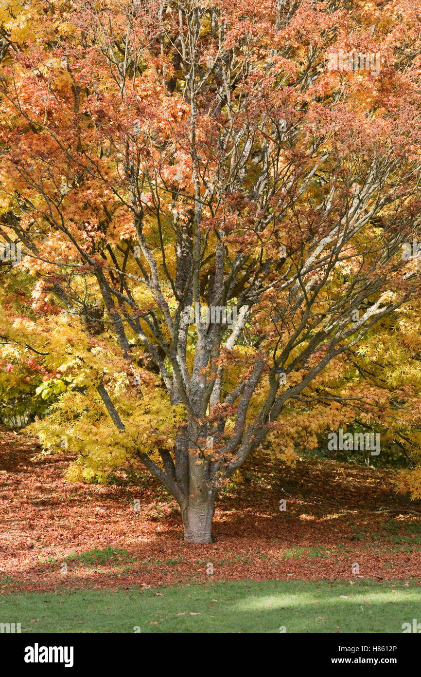 Stagionale di colore di autunno. Foto Stock