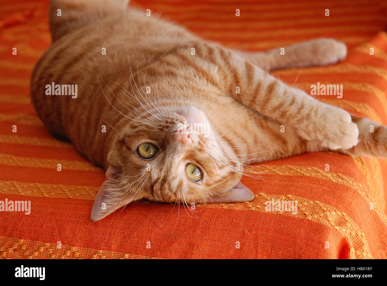 Gatto europeo con pelliccia rosso al di sopra del letto Foto Stock