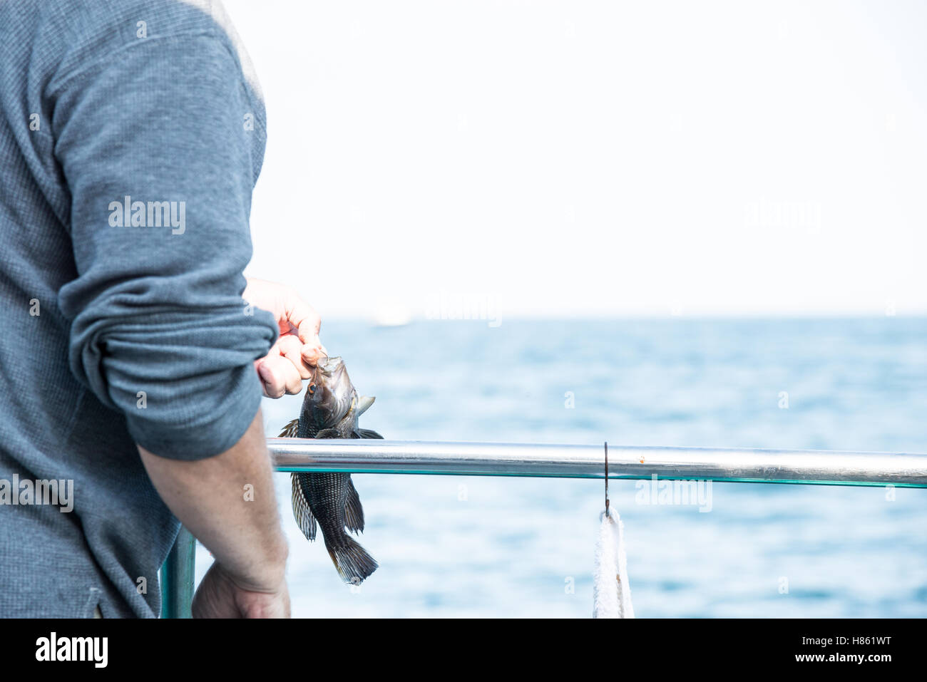 Uomo di contenimento delle catture di pesce Spigola Foto Stock