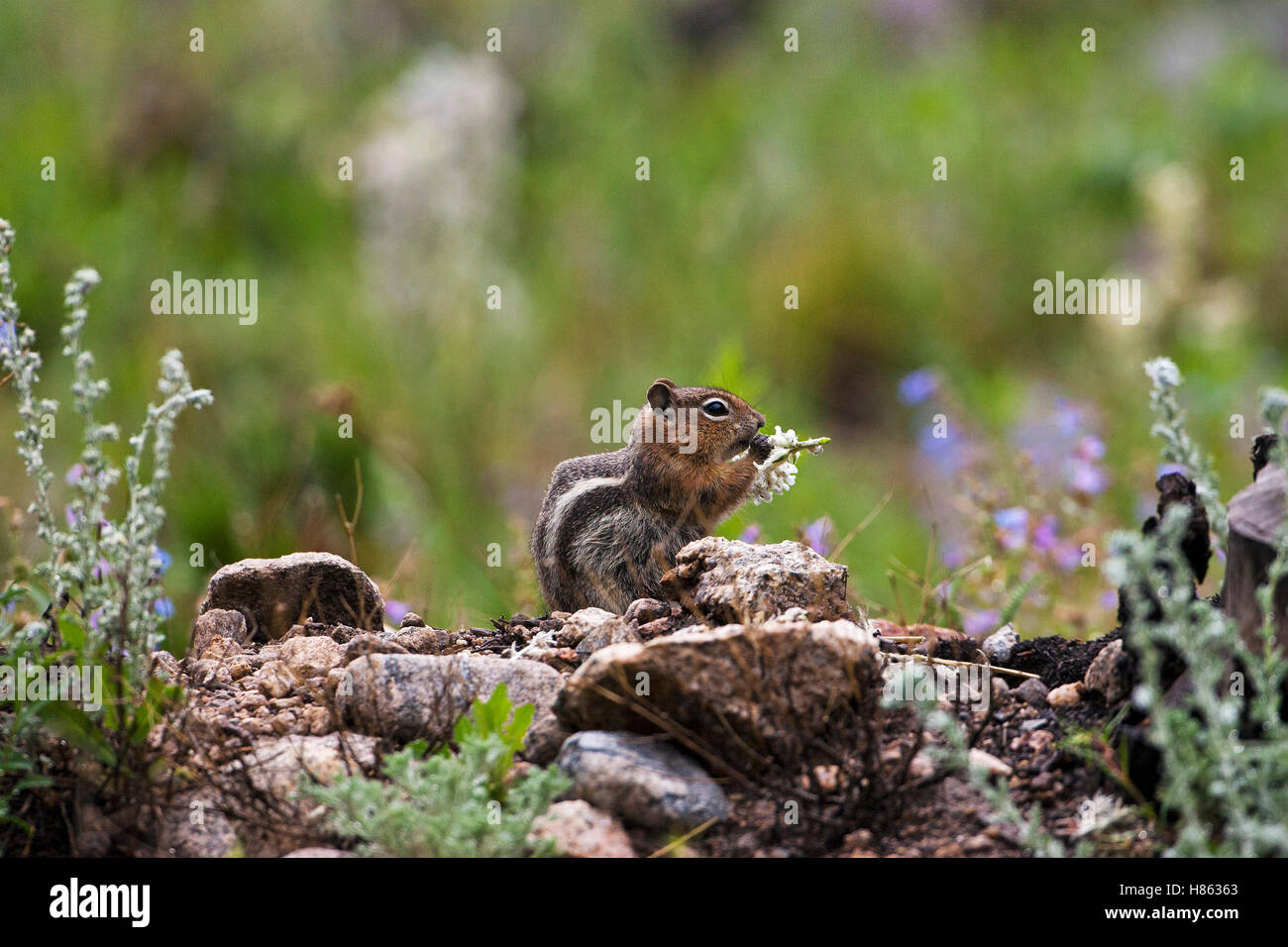 Golden-mantled scoiattolo massa Spermophilus lateralis sulle rocce di mangiare un fiore Rainbow piegare Rocky Mountain National Park Colorad Foto Stock