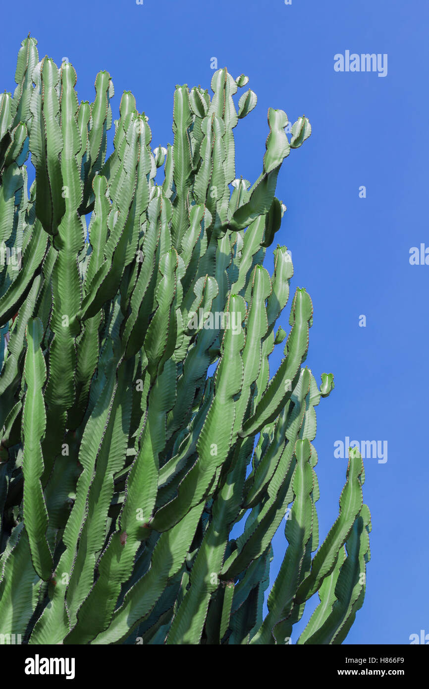 Succursali di cactus alti contro il cielo chiaro Foto Stock