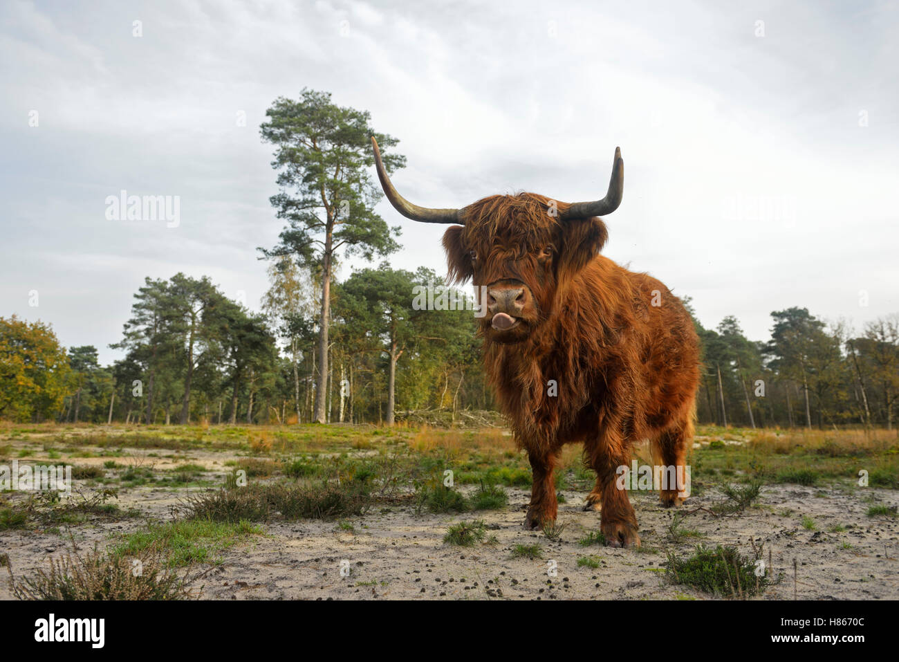Bestiame delle Highlands ( Bos primigenius taurus ) in ambiente tipico, allevato per la conservazione di terreni aperti, divertente, fauna selvatica, Europa. Foto Stock