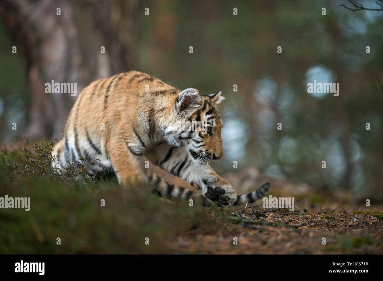 Royal tigre del Bengala ( Panthera tigris ), giocoso giovane animale, nei boschi, concentrati su qualcosa di fronte a lui. Foto Stock