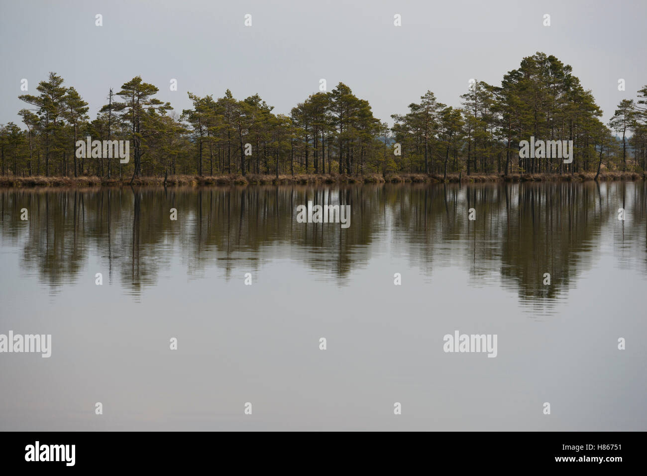 Store Mosse National Park, Smaland, Svezia, Scandinavia, lago, brughiere, sollevato bog, big moor, moody atmosfera, mirroring. Foto Stock