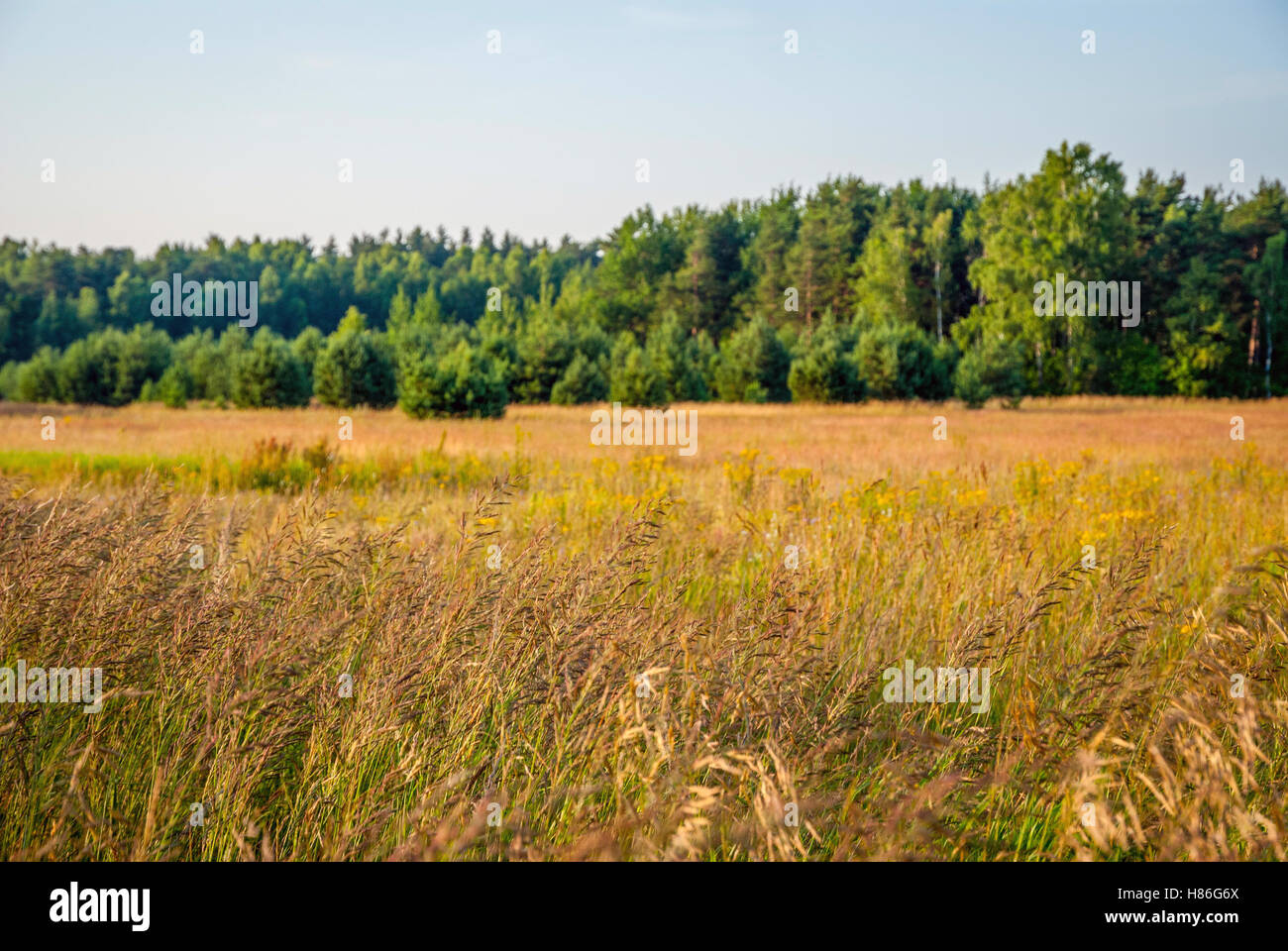 Golden prati e foreste in campagna lituana in estate Foto Stock