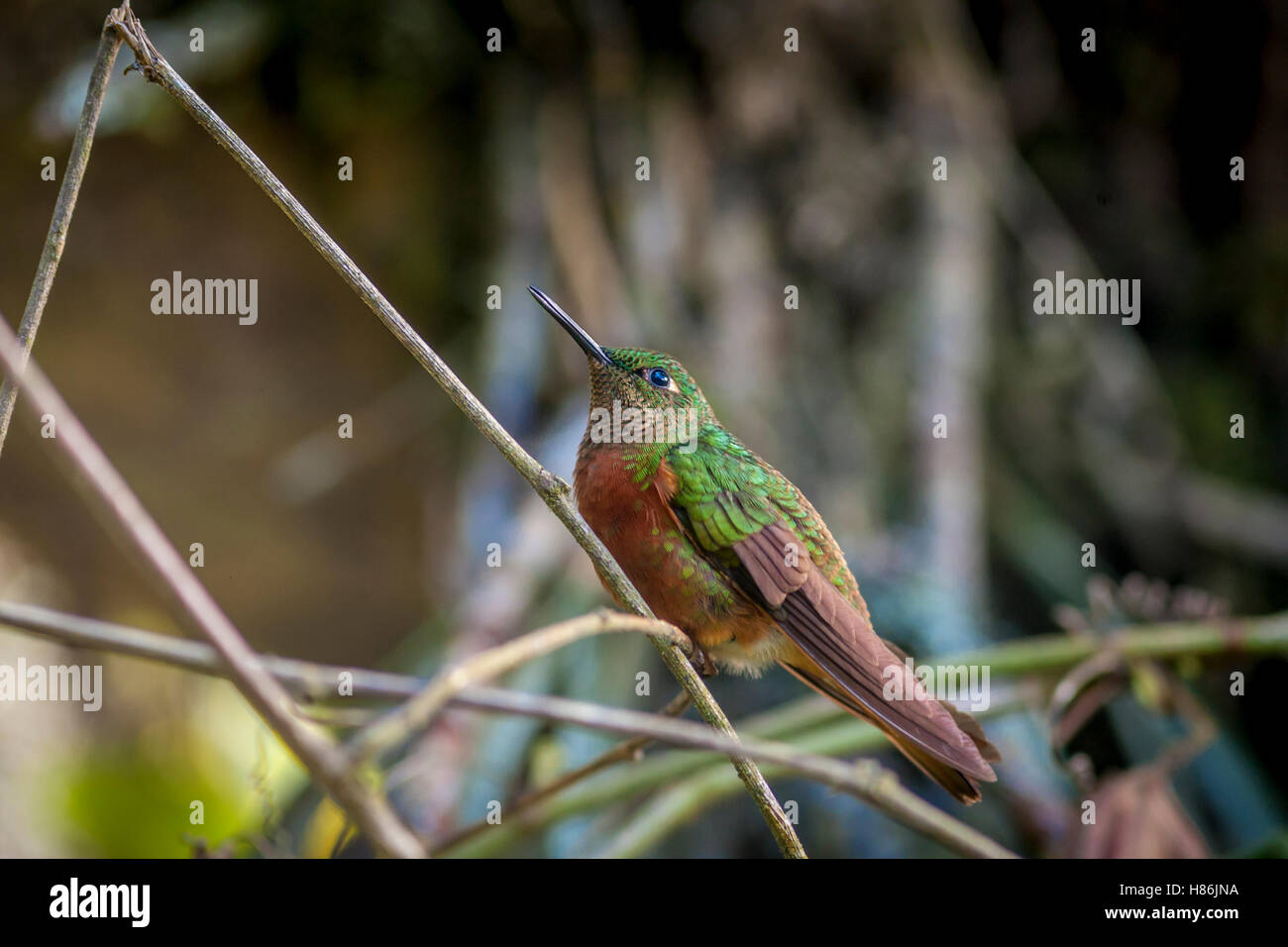 Una bella hummingbird seduto su un ramo. Foto Stock