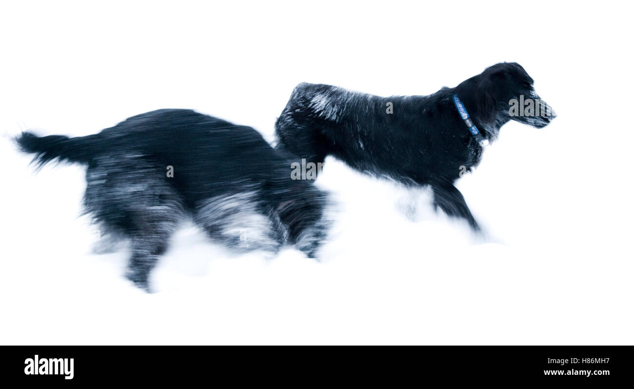 Appartamento rivestite Retriever cane nella neve Foto Stock