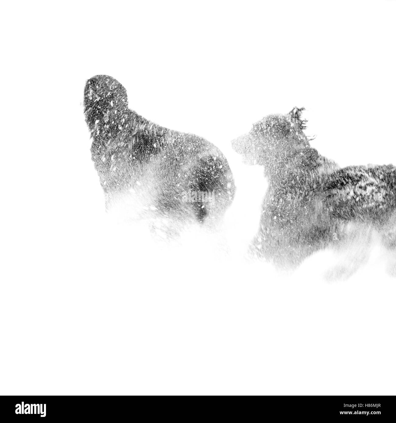 Appartamento rivestite Retriever cane nella neve Foto Stock