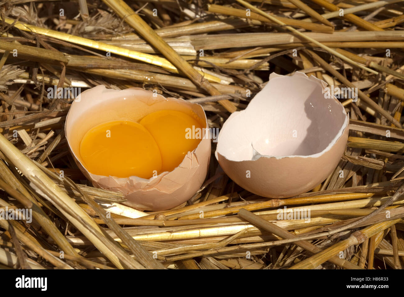 Uovo rotto con due tuorlo sulla paglia Foto Stock